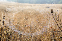 Spider in Dew-bedecked Web (Closer)