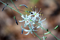 Blossoming Soap Plant (Chlorogalum pomeridianum var. pomeridianum)