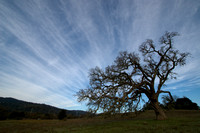 Classic Landscapes with Valley Oaks