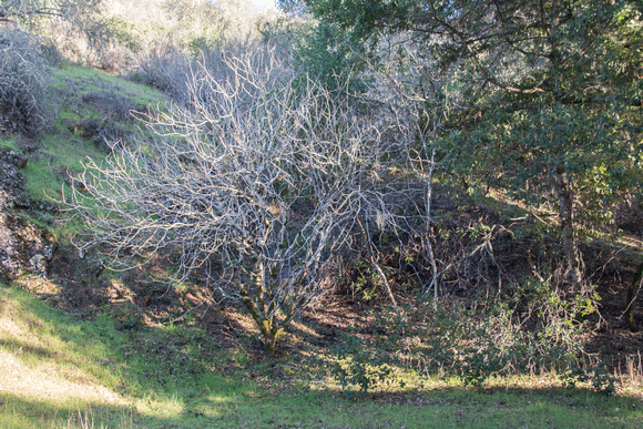 California Buckeye Tree (Aesculus californica)