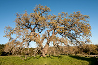 Visitors' Oak in Springtime