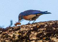 Male Western Bluebird (Sialia mexicana) Worries Insect