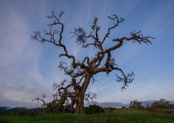 Phainopepla Tree at Dawn