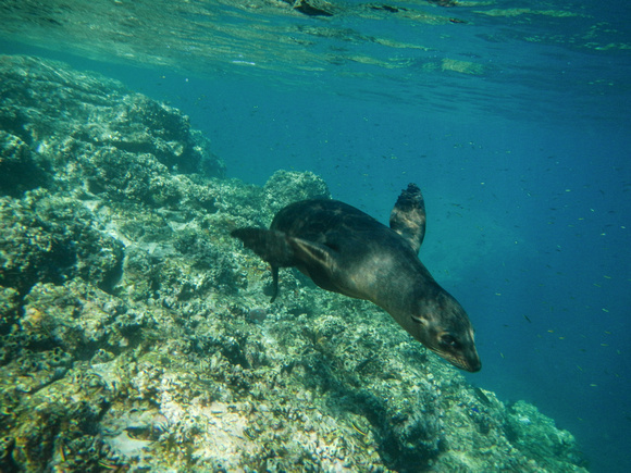 Sea Lion Approach