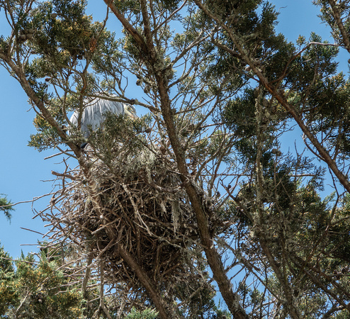 Great Blue Heron (Ardea herodias), in Nest