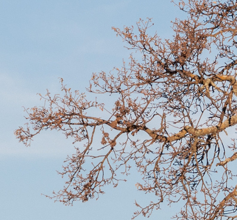 Safe Harbor Oak Detail