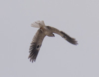 White-tailed Kite in Flight