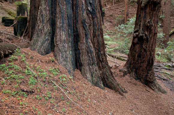 21Redwoods_DJQ4146