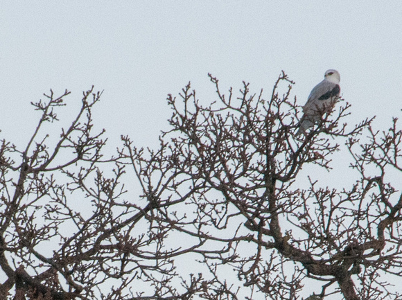 White-tailed Kite in Lone Oak on Ridge