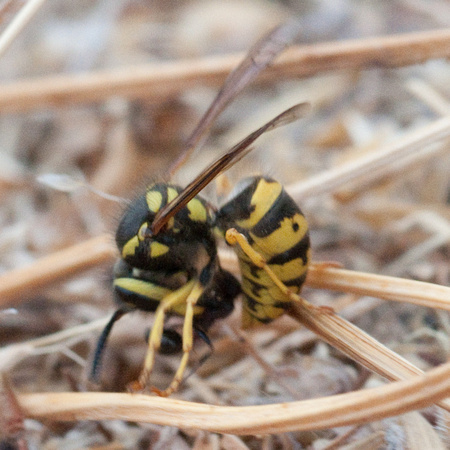 Wasp Takes a Messor