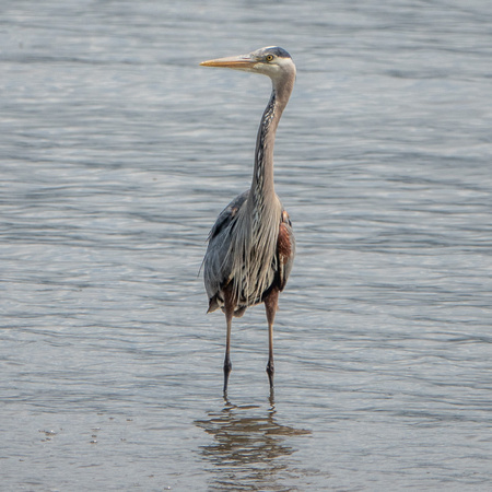 Great Blue Heron (Ardea herodias)