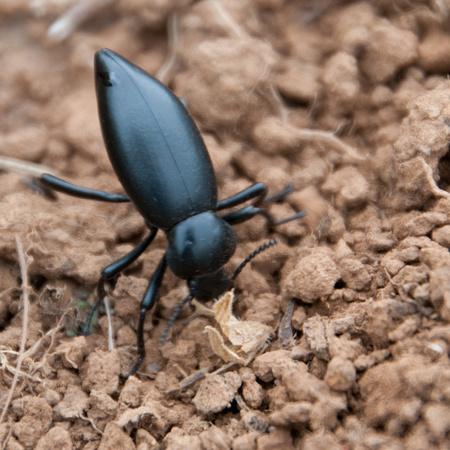 California Broad-necked Darkling Beetle (Coelocnemis californica)