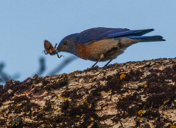 Male Western Bluebird (Sialia mexicana) Worries Insect