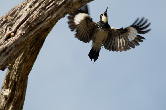 Acorn Woodpecker in Flight (2)