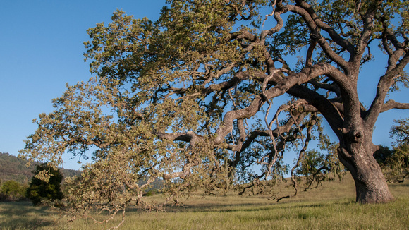 Visitors' Oak in Springtime