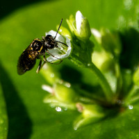 Insect on Flower of Miner's Lettuce (Claytonia perfoliata)